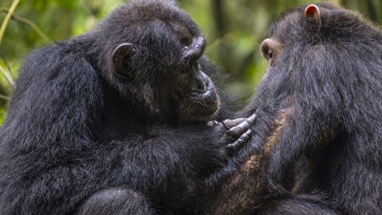 Wild chimpanzees in Uganda grooming.